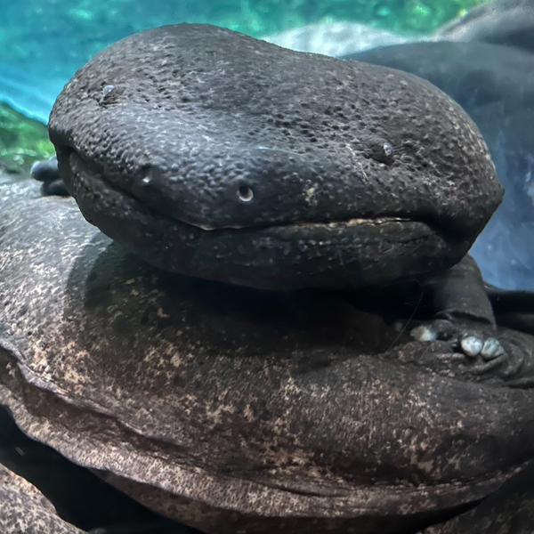 オオサンショウウオLove