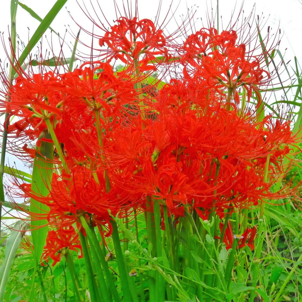 Spider Lily